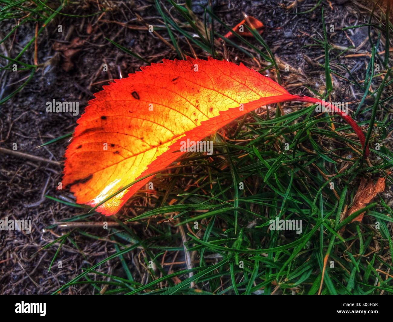 Singola foglia in autunno sull'erba Foto Stock