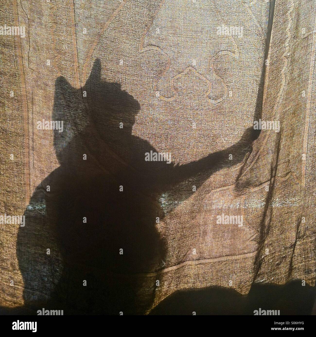 Cat silhouette dietro una cortina Foto Stock