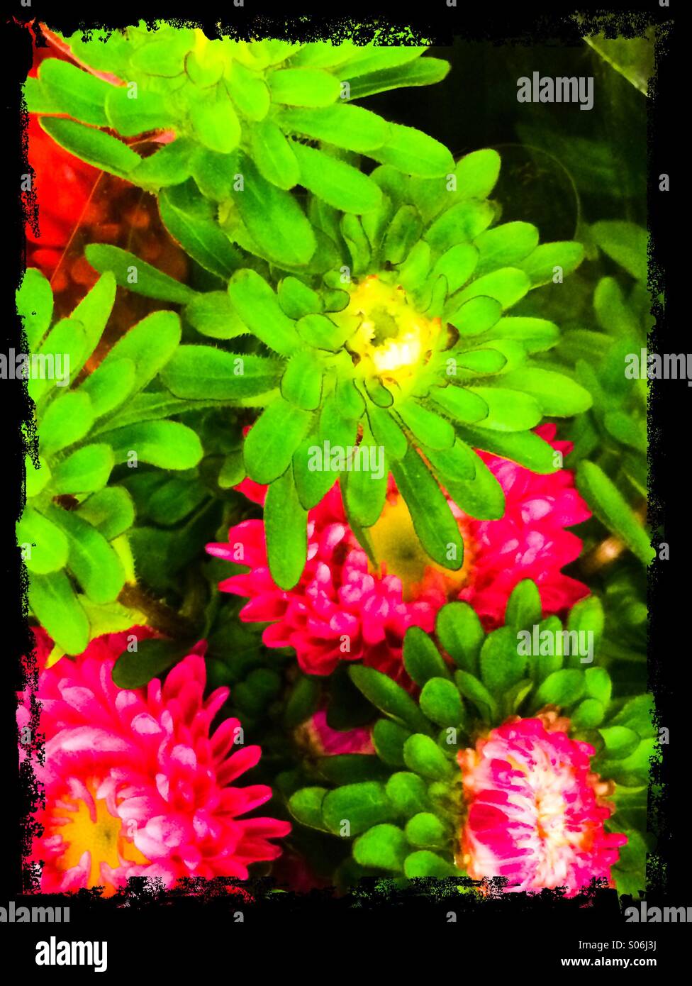 Di colore verde e rosa crisantemi sfondo Foto Stock