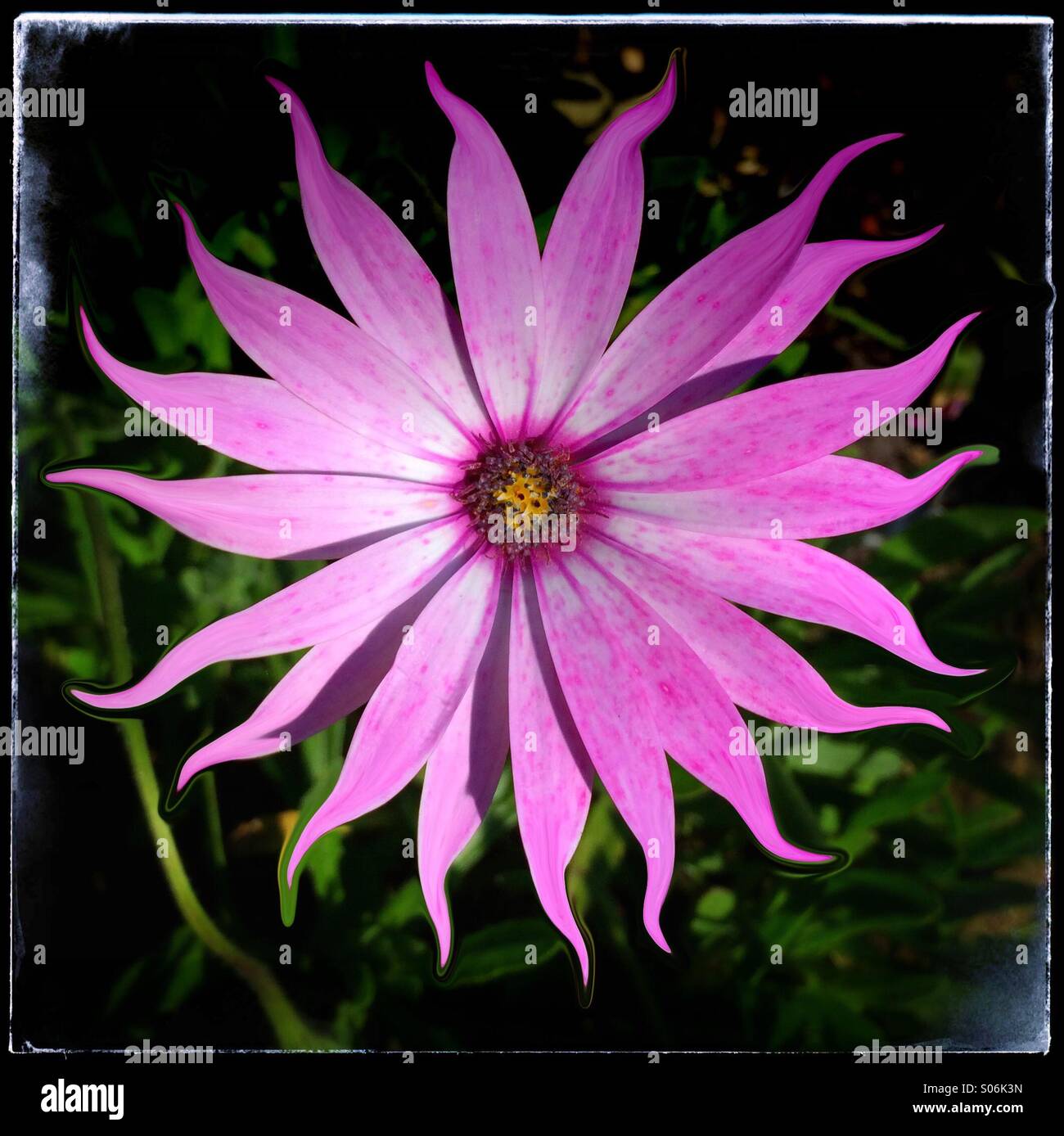 Immagine manipolata di gerbera testa di fiori Foto Stock