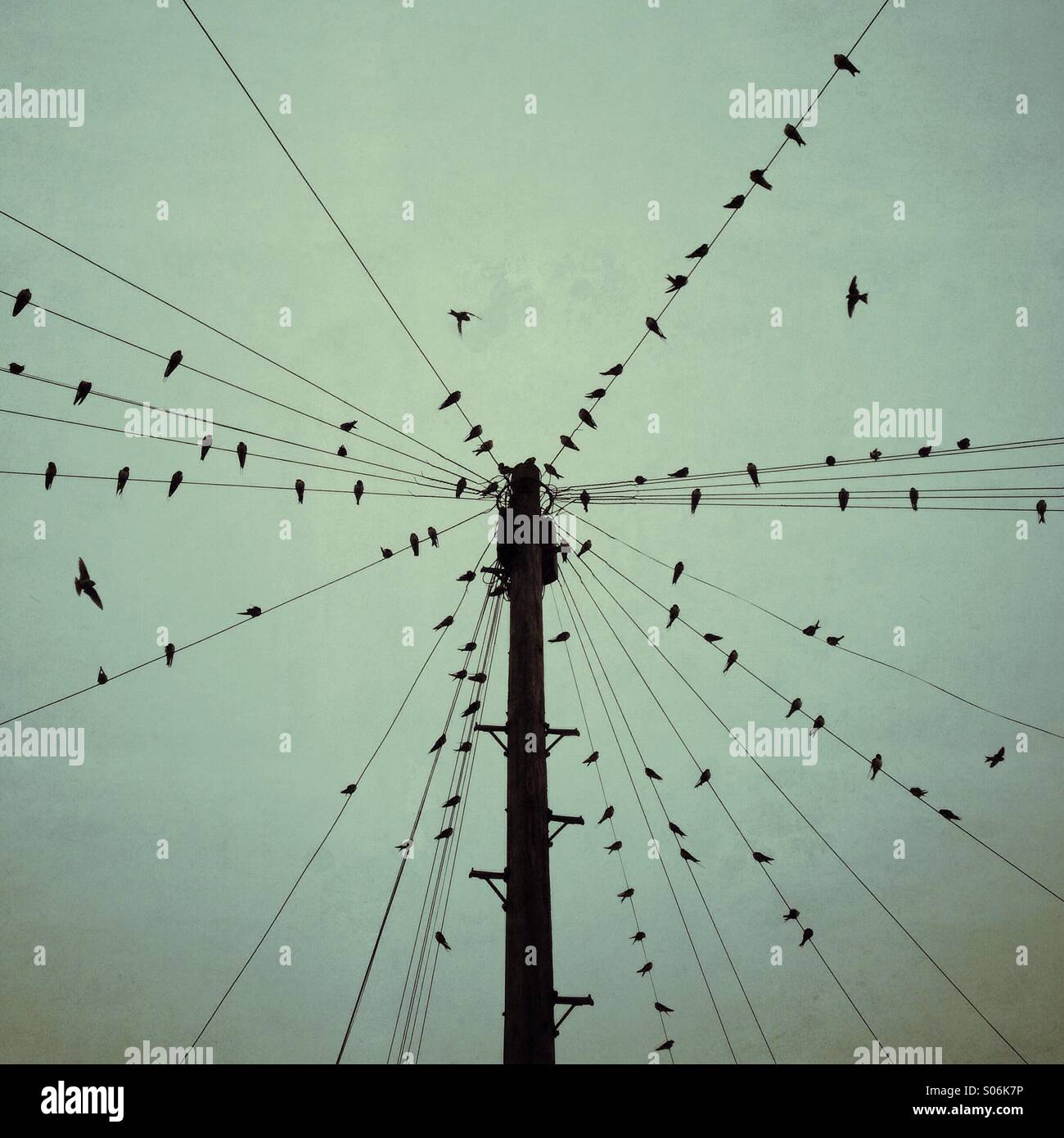 Gli uccelli sono ' appollaiati su wired proveniente da tutte le direzioni ad un palo del telegrafo. Alcuni in volo Foto Stock