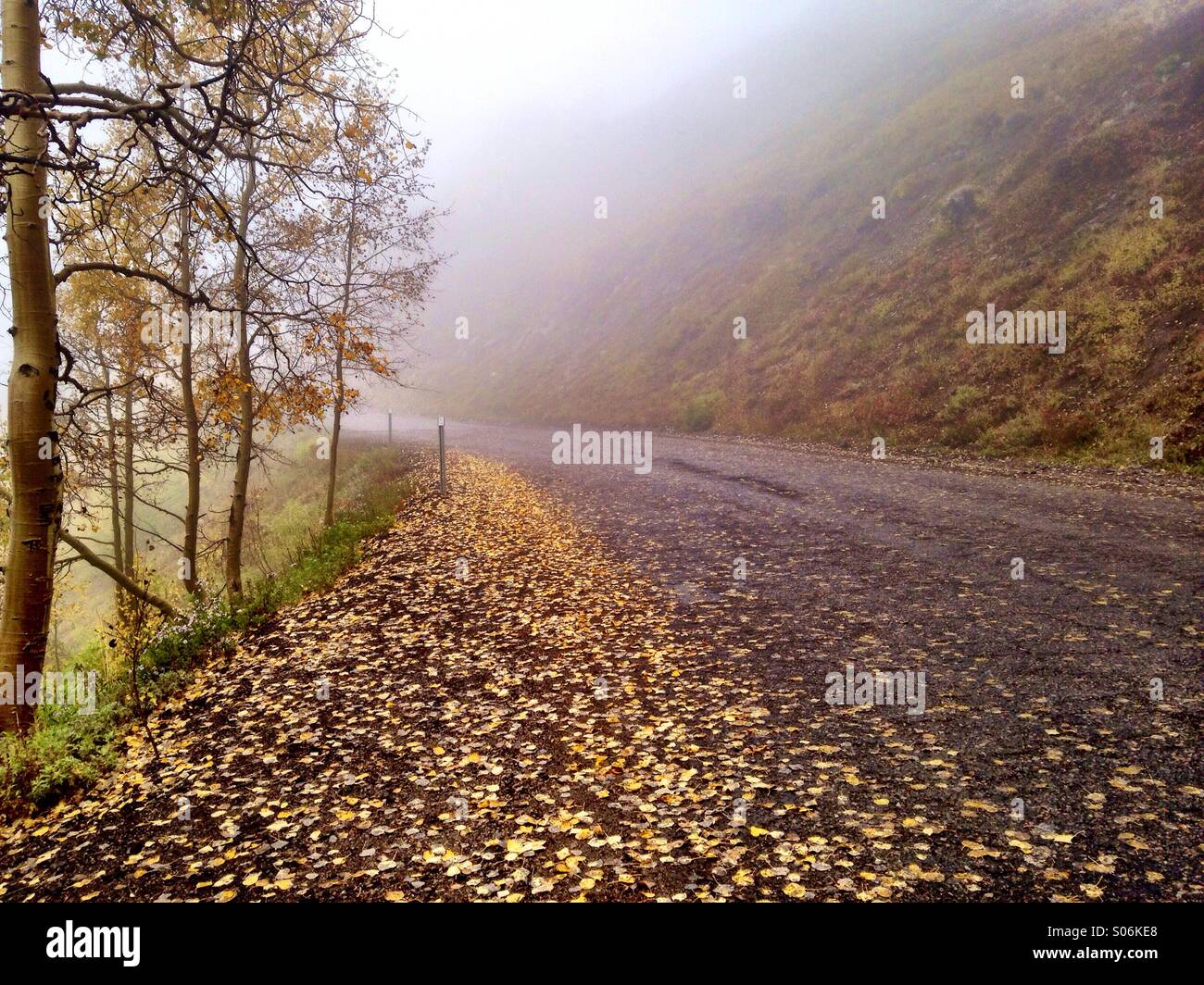 Una nebbiosa strada attraverso le Montagne Wasatch dello Utah è coperto in caduta foglie di Aspen. Foto Stock