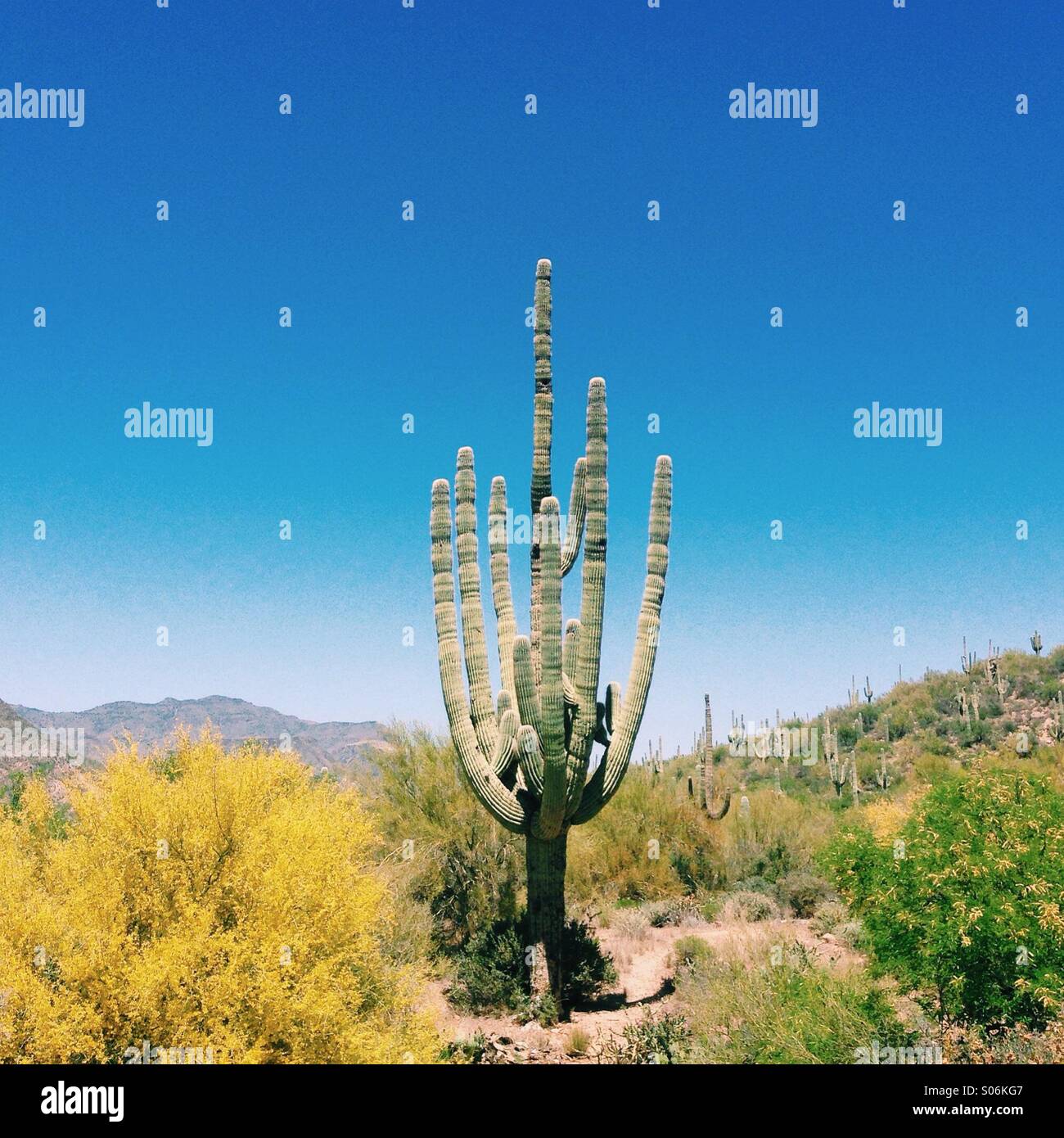Arizona Cactus Foto Stock