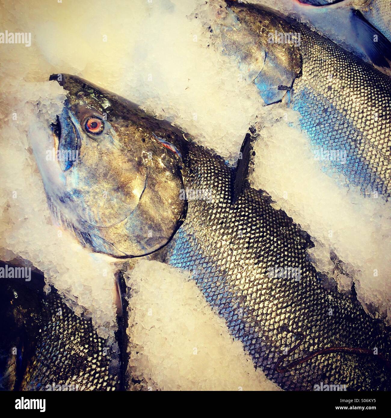 Salmone sul ghiaccio, il Pike Place Market, mercato del pesce, Seattle, Stati Uniti d'America Foto Stock