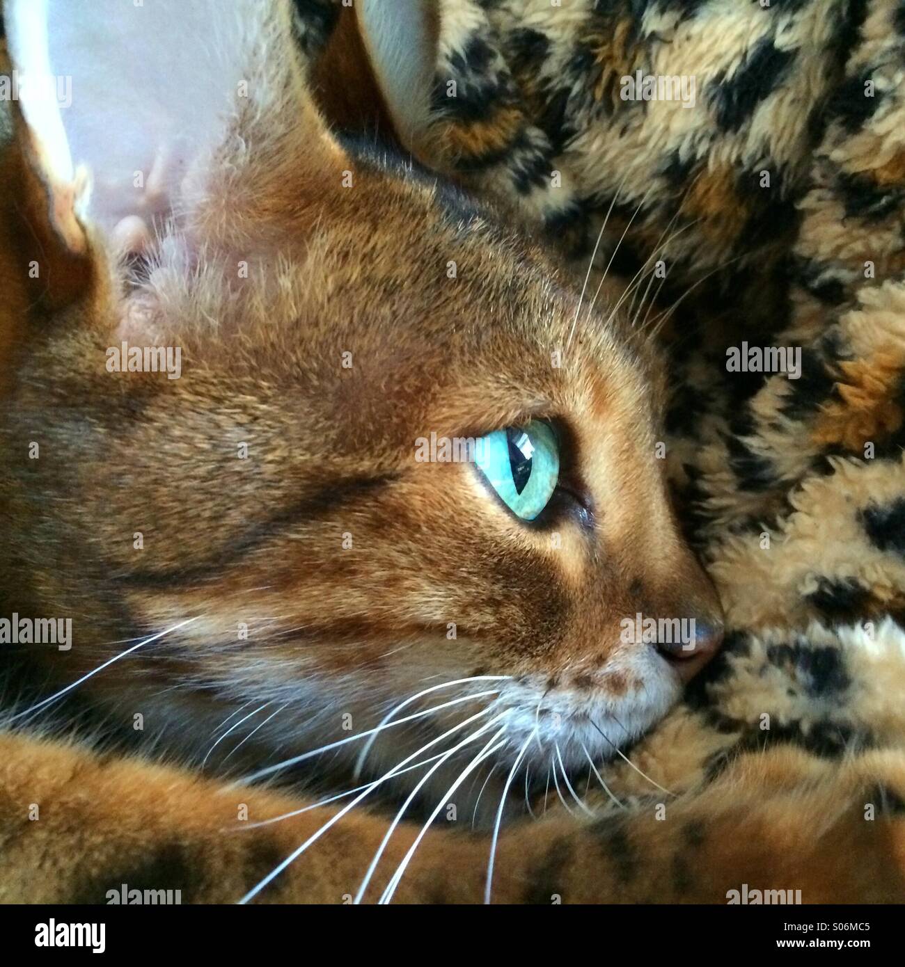 Chiudere u ritratto del bengala Gatto sdraiato su una tigre coperta stampa sfondo Foto Stock
