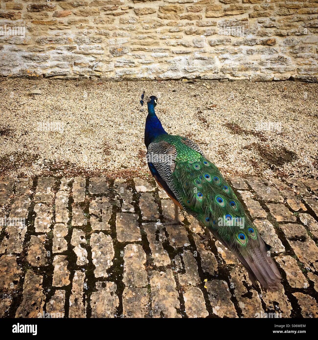 Timido peacock strutting su ciottoli lontano dalla videocamera verso un Cotswold muro di pietra. Foto Stock
