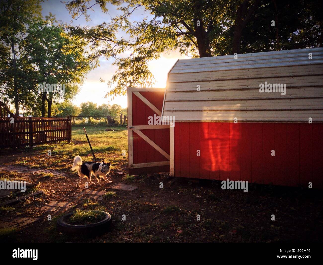 Un cane accanto ad un granaio rosso in una fattoria nel paese durante il tramonto. Foto Stock