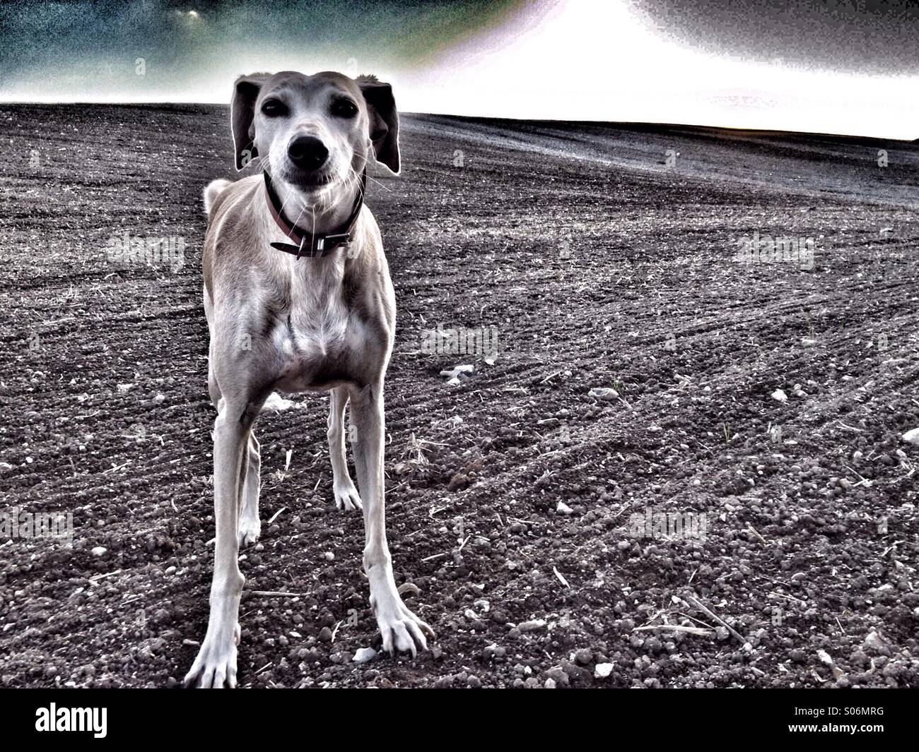 Cane nel campo fissando alla fotocamera Foto Stock