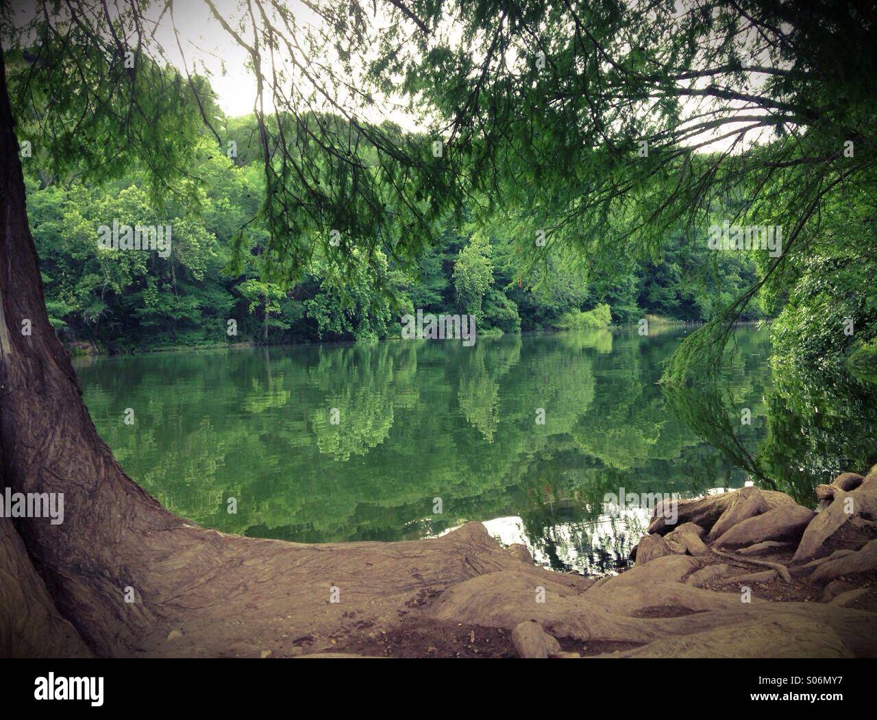 Radice della struttura ad albero da alberata tranquilla verde chiaro calma vetroso di fiume o di lago Foto Stock