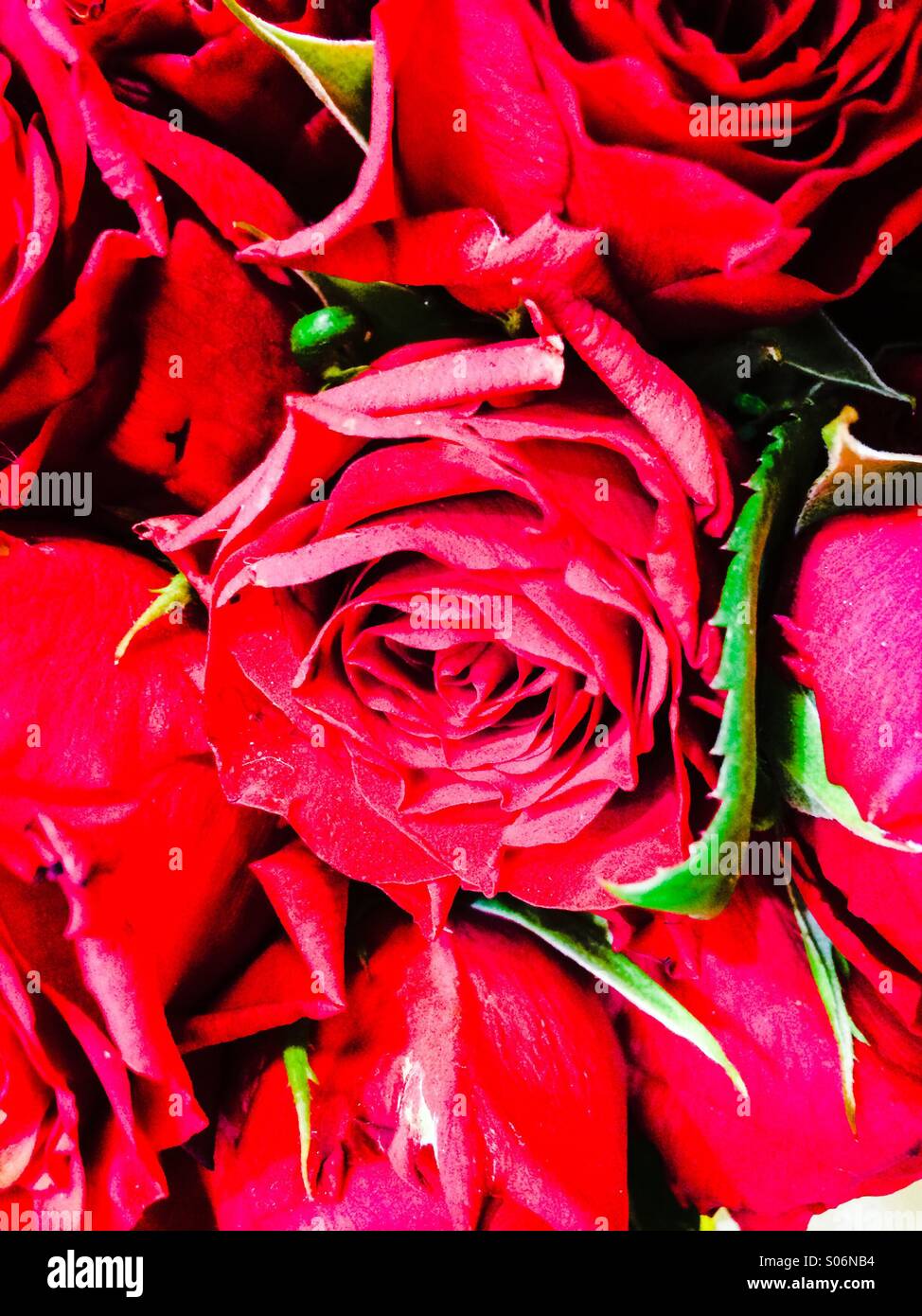 Mazzo di rose rosse Foto Stock