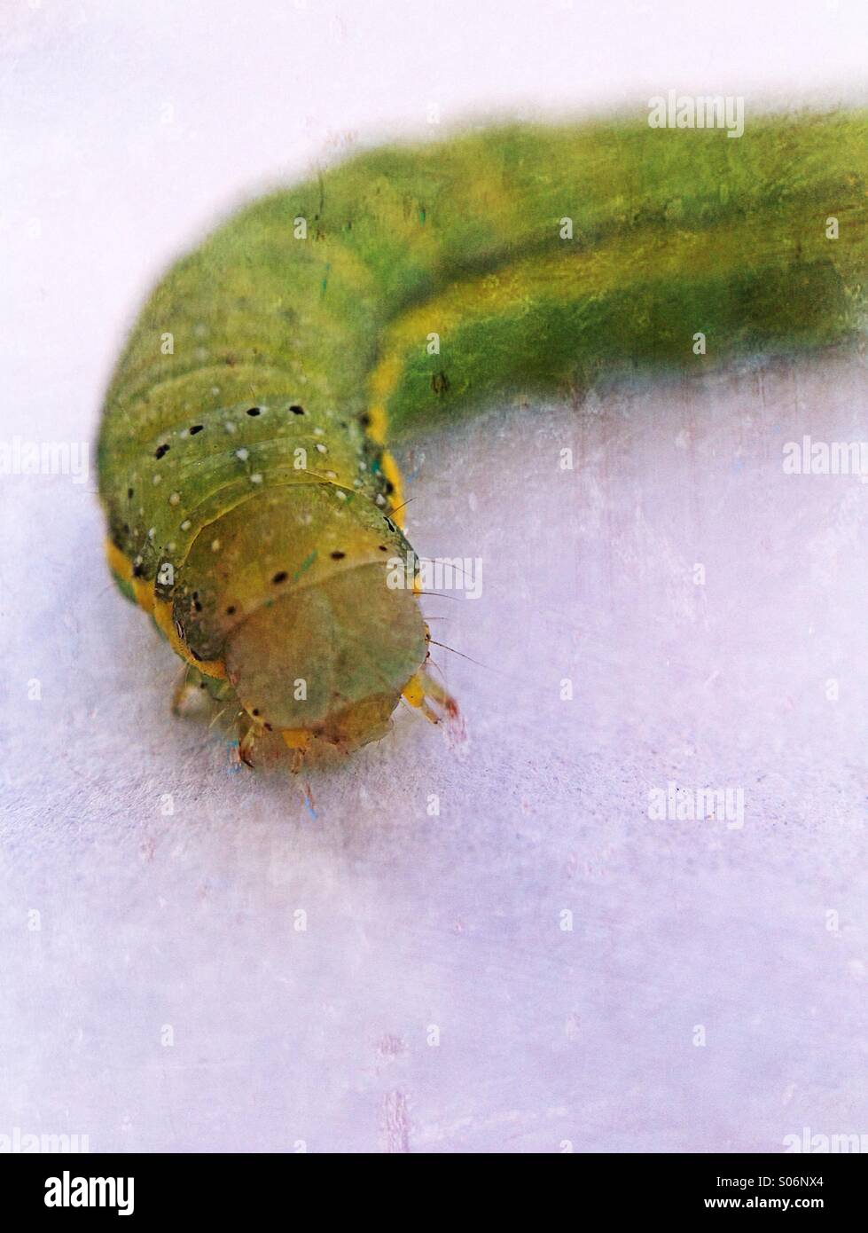 Foto macro di un bruco - Immagine stock catturata con smartphone