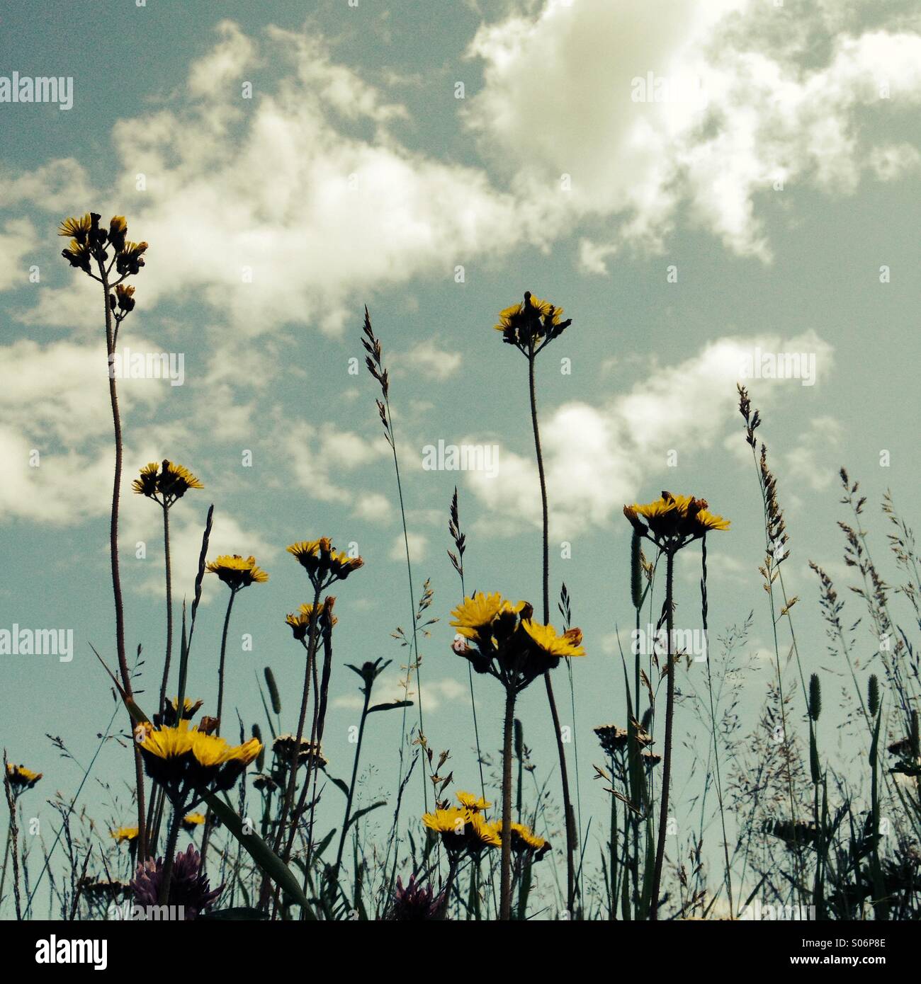 Fiori in campo - Immagine stock catturata con smartphone