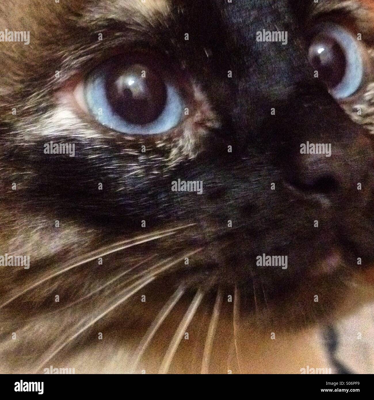 Una chiusura di un siames gatto con gli occhi blu in Colonia Condesa, Città del Messico, Messico - Immagine stock catturata con smartphone