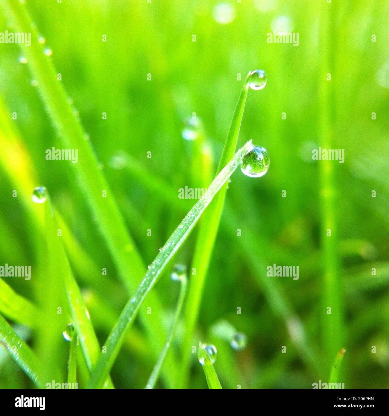 Primo piano estremo dell'erba con goccioline di rugiada al mattino Foto Stock