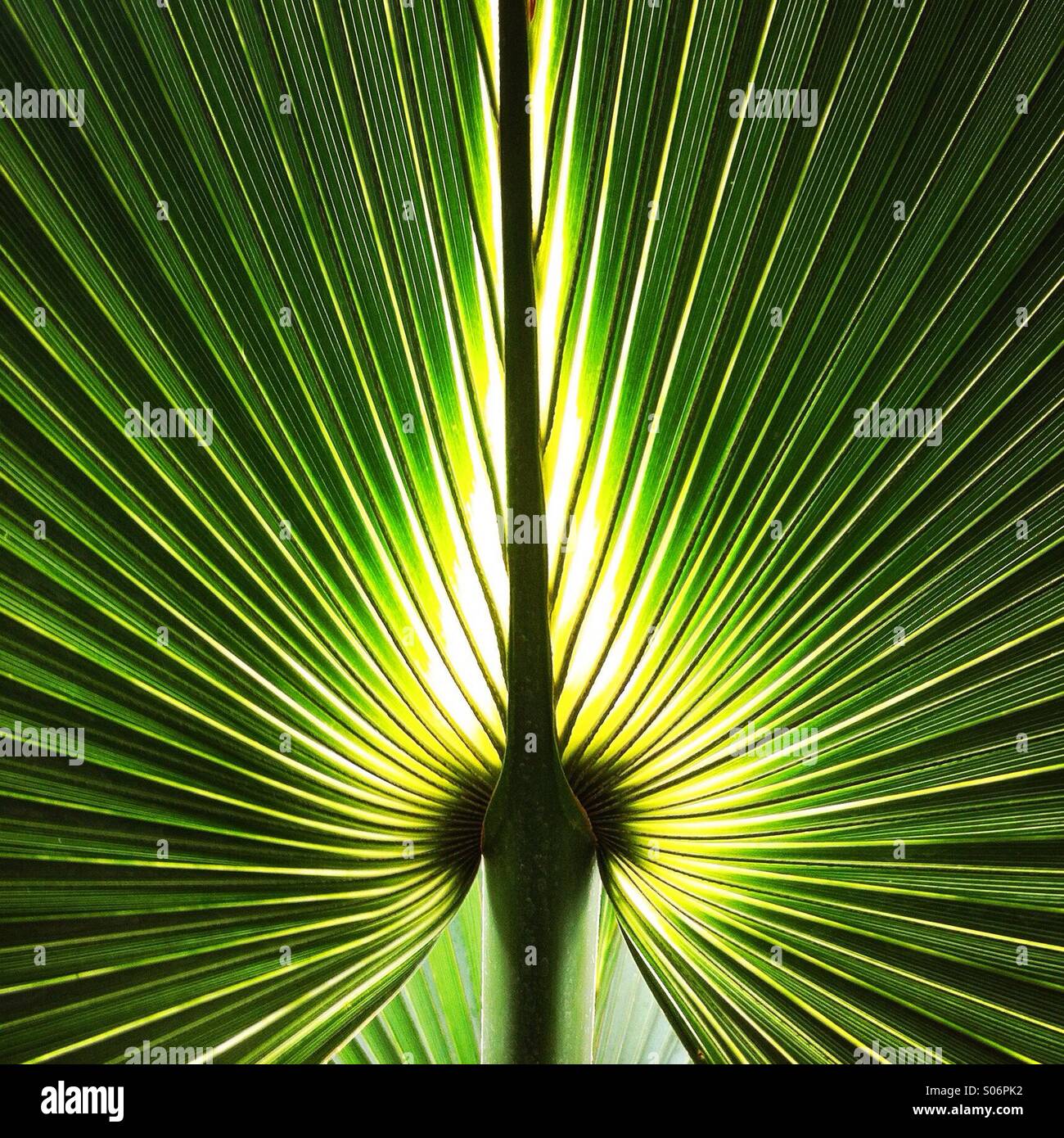 Un lato inferiore di un palmo frawn (filiale). I Giardini di Kew, Richmond, Londra England Regno Unito. - Immagine stock catturata con smartphone