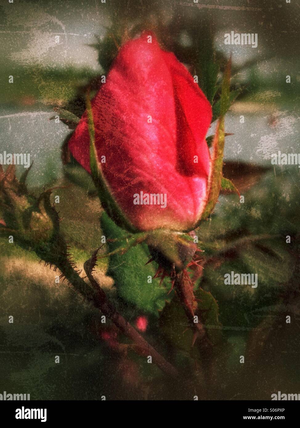 Bocciolo di rosa. Foto Stock