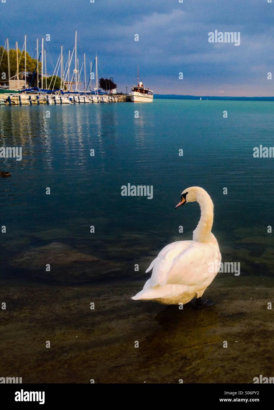Cigno sul lago. Le acque turchesi di Ungheria Lago Balaton offre un incredibile sfondo a questo White Swan. - Immagine stock catturata con smartphone