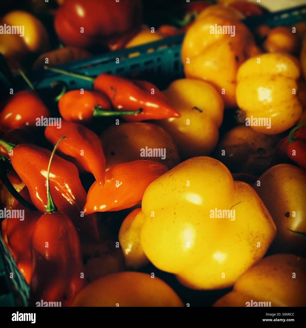 Appena raccolto peperoni e peperoncini rossi Foto Stock