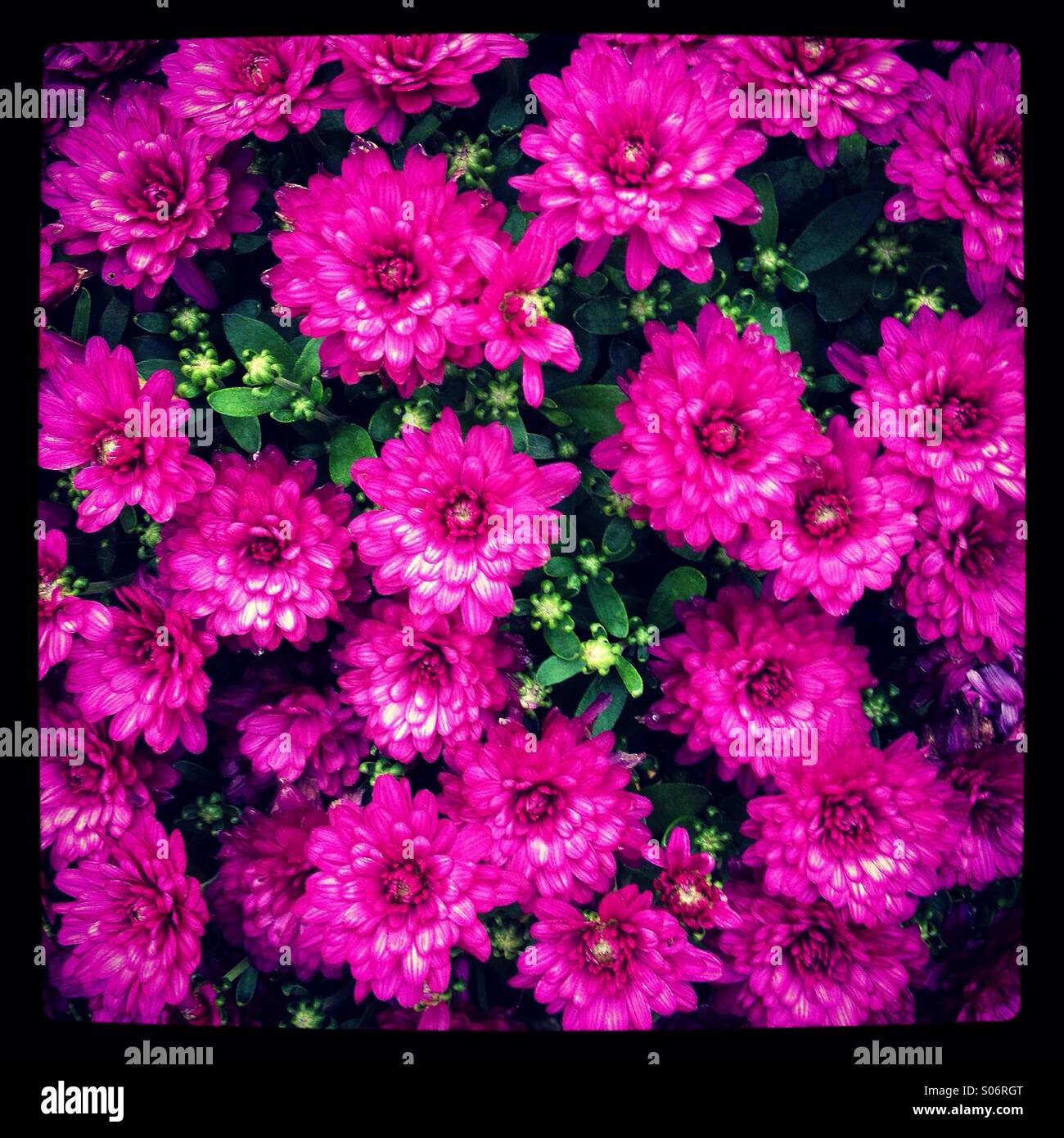 Viola crisantemi in fiore Foto Stock