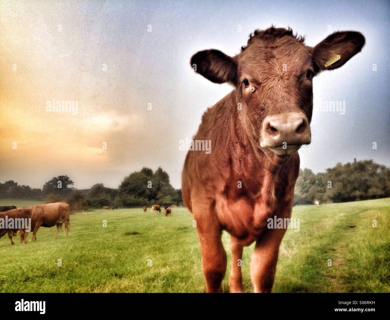 Giovane vacca in campo guardando alla fotocamera Foto Stock