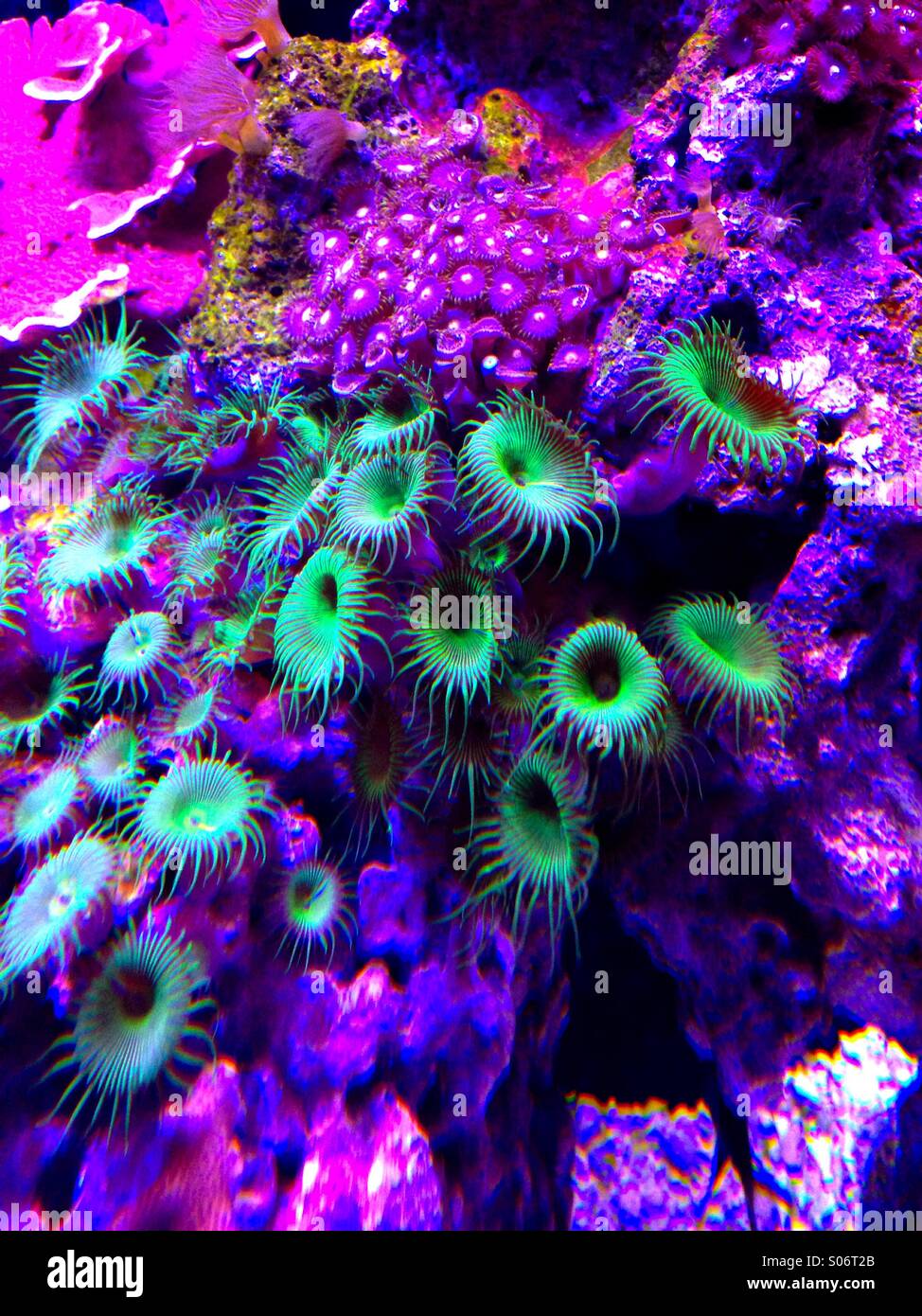 Anemoni di mare - Immagine stock catturata con smartphone