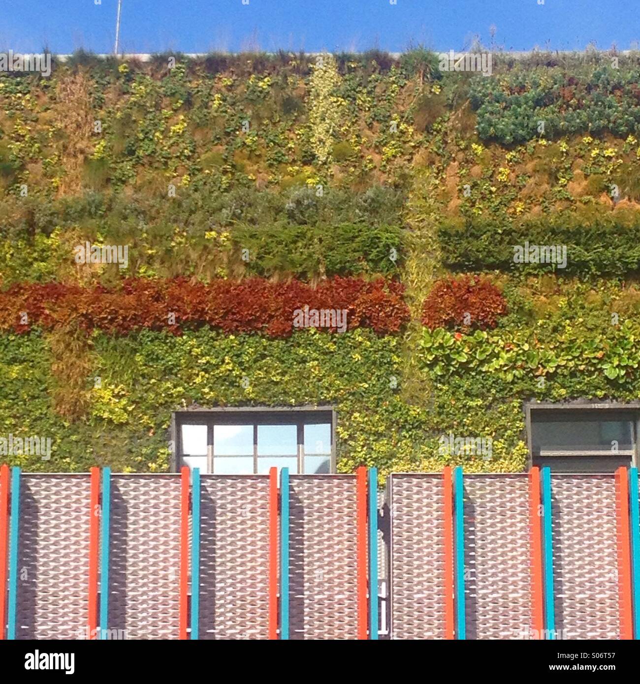 Verde eco muro vivente, la costruzione di uffici in Camden, Londra Foto Stock