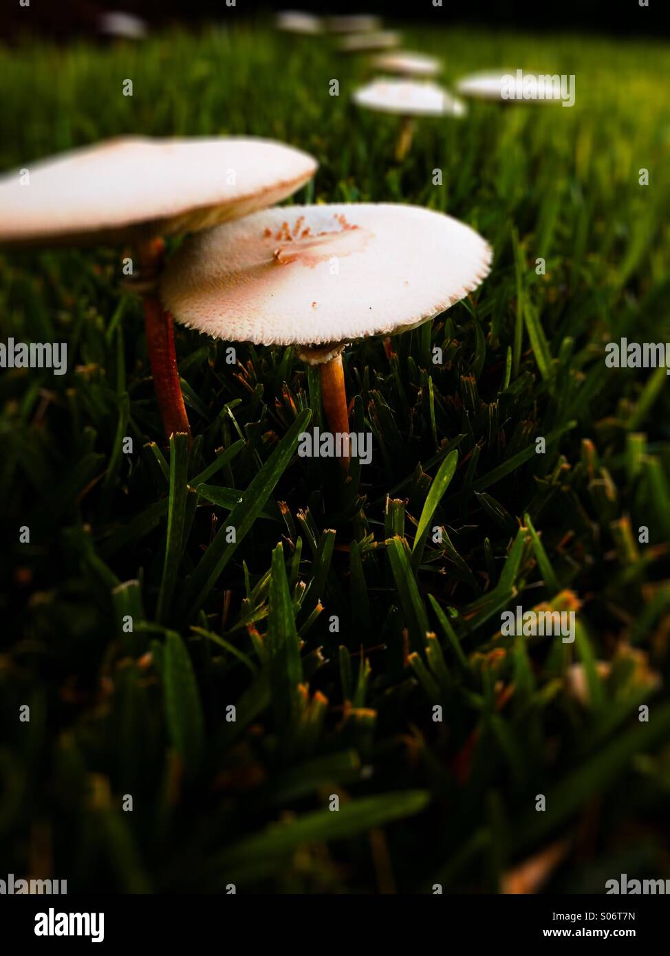 I funghi sul prato Foto Stock