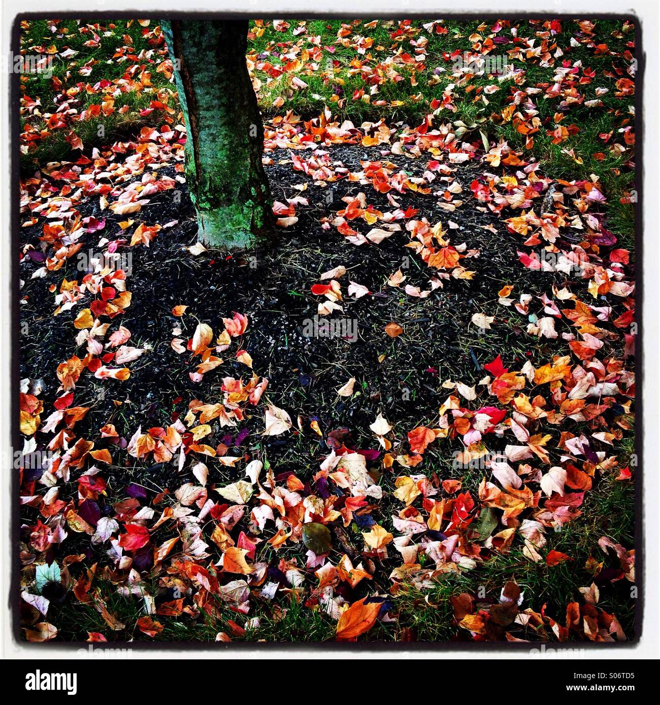 Foglie di autunno cucciolata il terreno attorno a un verde, lichen coperto tronco di albero. Foto Stock