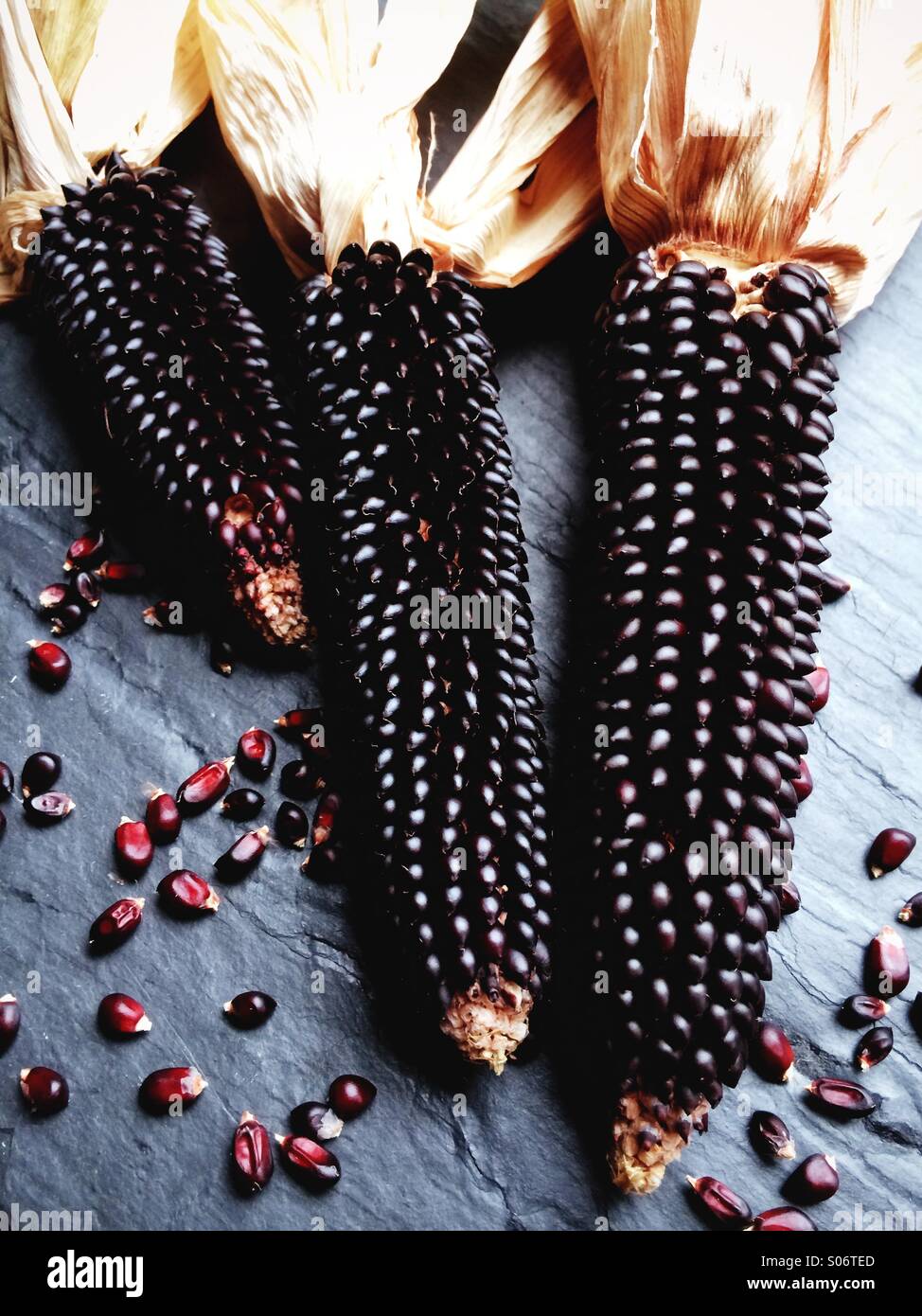 Dakota cimelio di nero di popcorn. Foto Stock