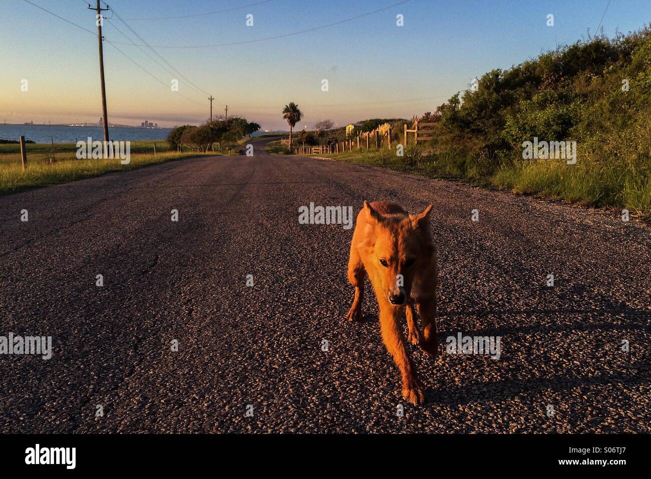 Mans migliore amico Foto Stock