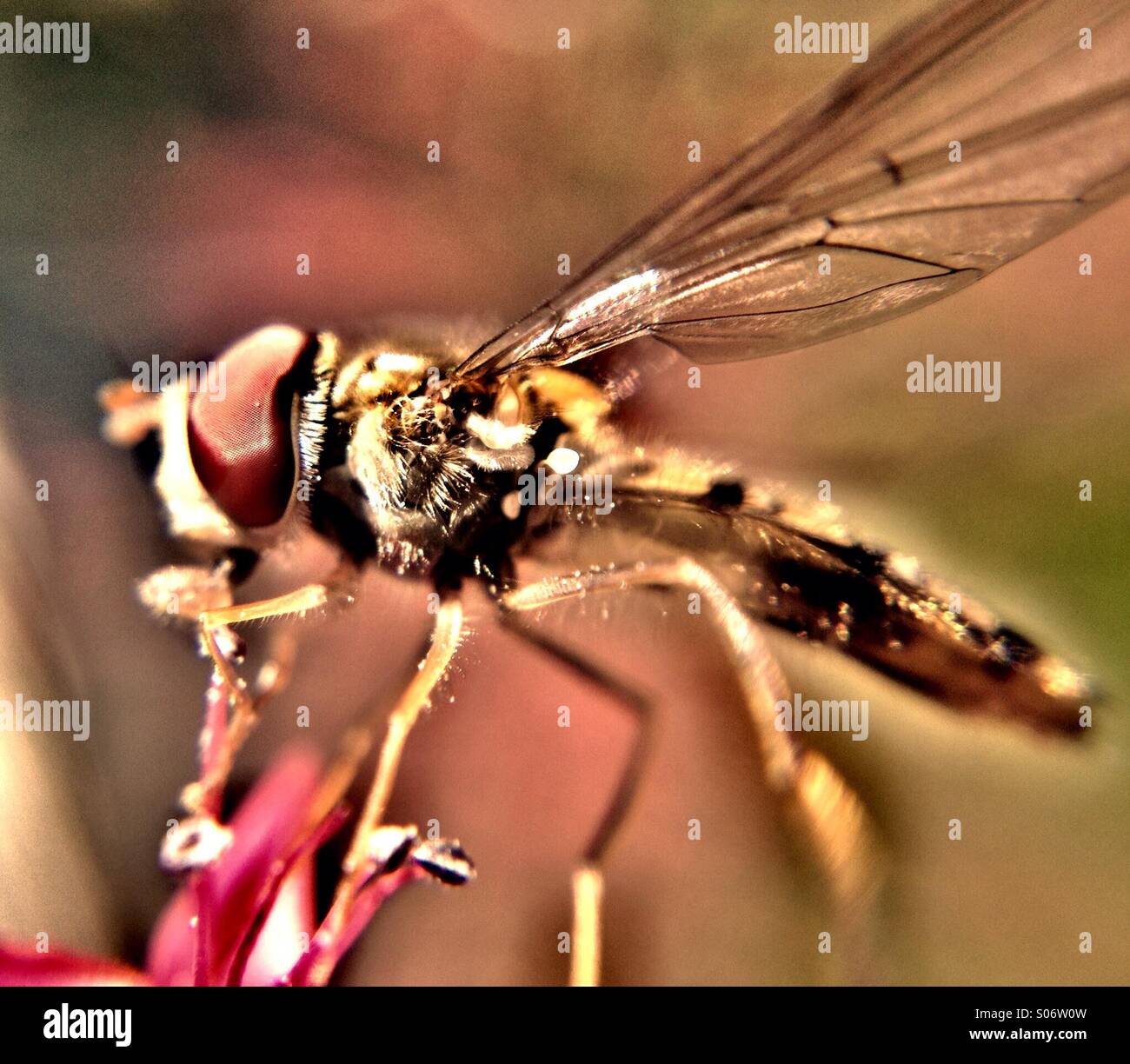 Macro di un hover fly - Immagine stock catturata con smartphone