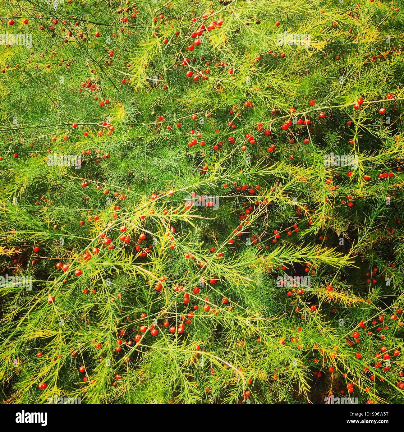 Asparagi felci e frutti di bosco sfondo a cornice intera. Foto di un telefono cellulare con post-elaborazione di alcuni telefoni o tablet. - Immagine stock catturata con smartphone