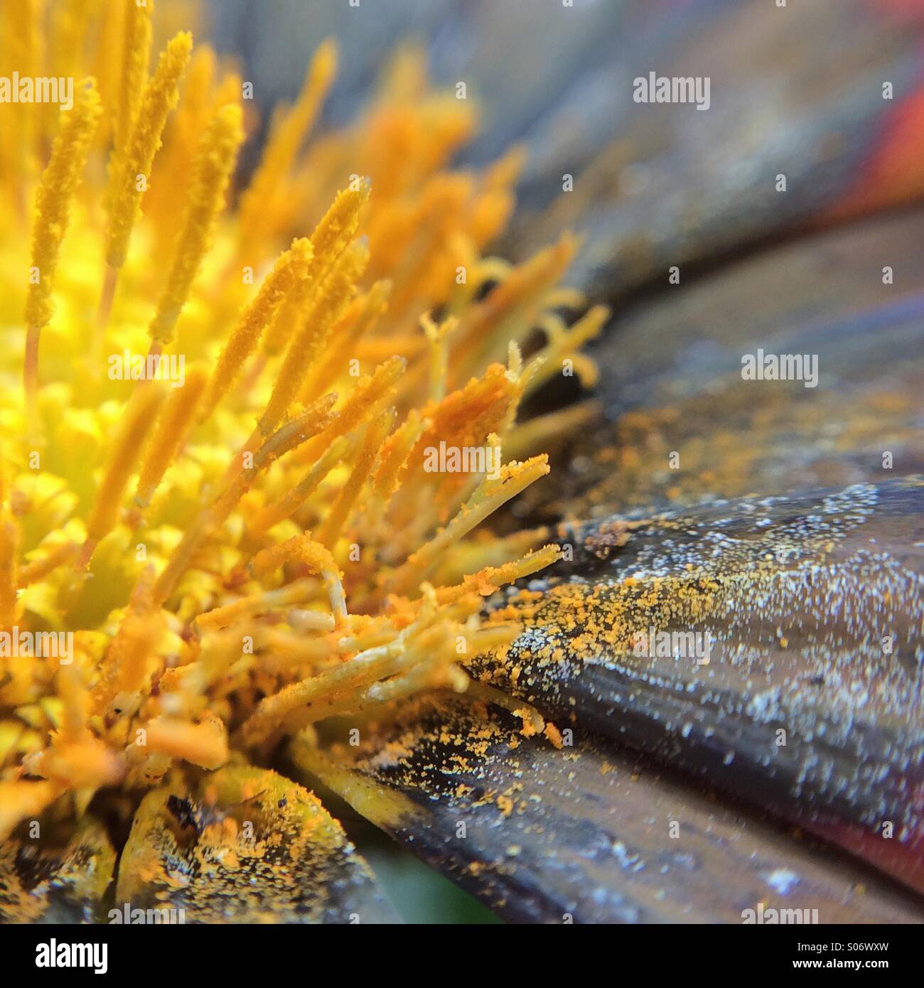 Vista macro di un fiore riempito con il polline Foto Stock