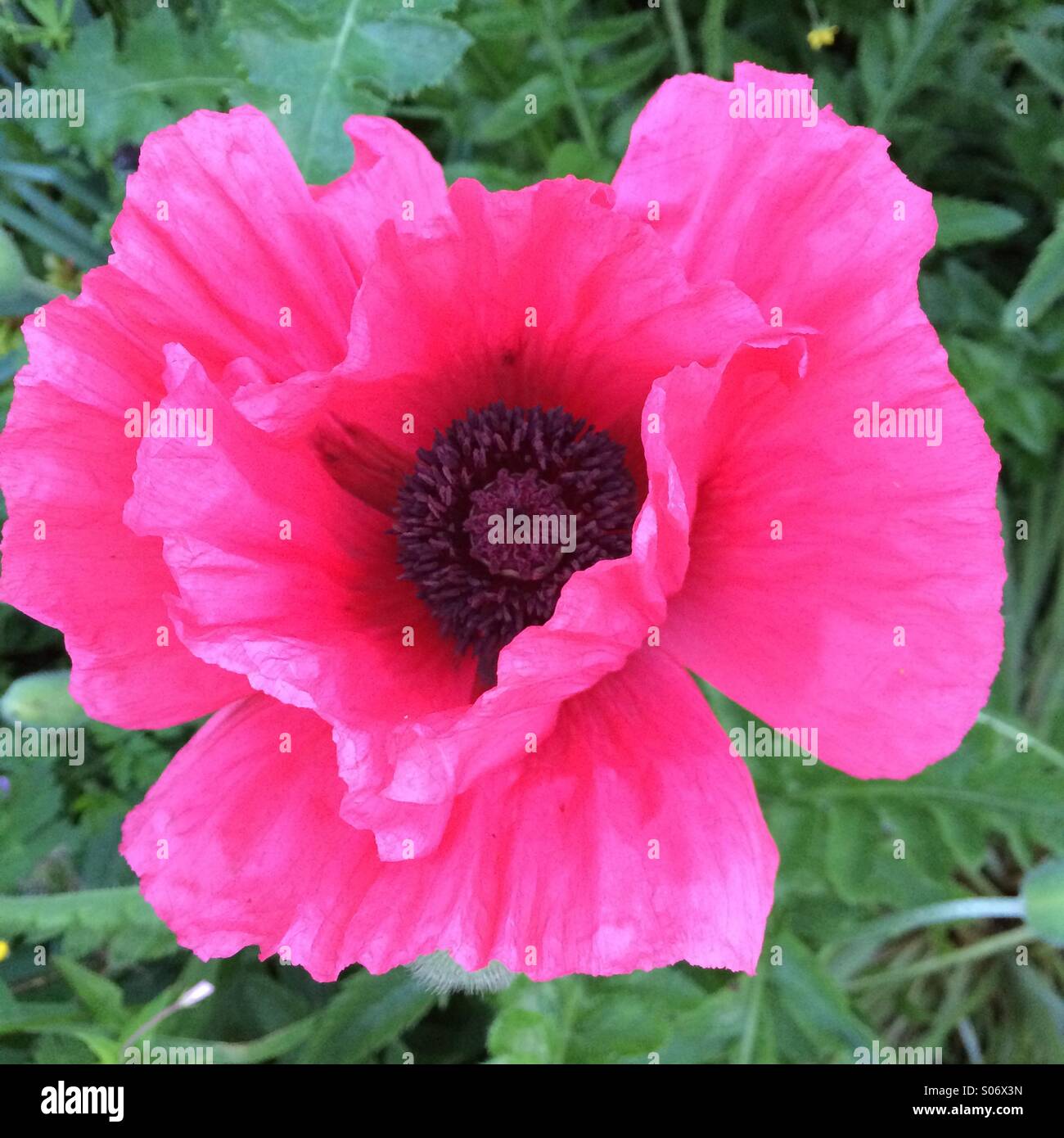 Close-up di papavero rosa in piena fioritura Foto Stock