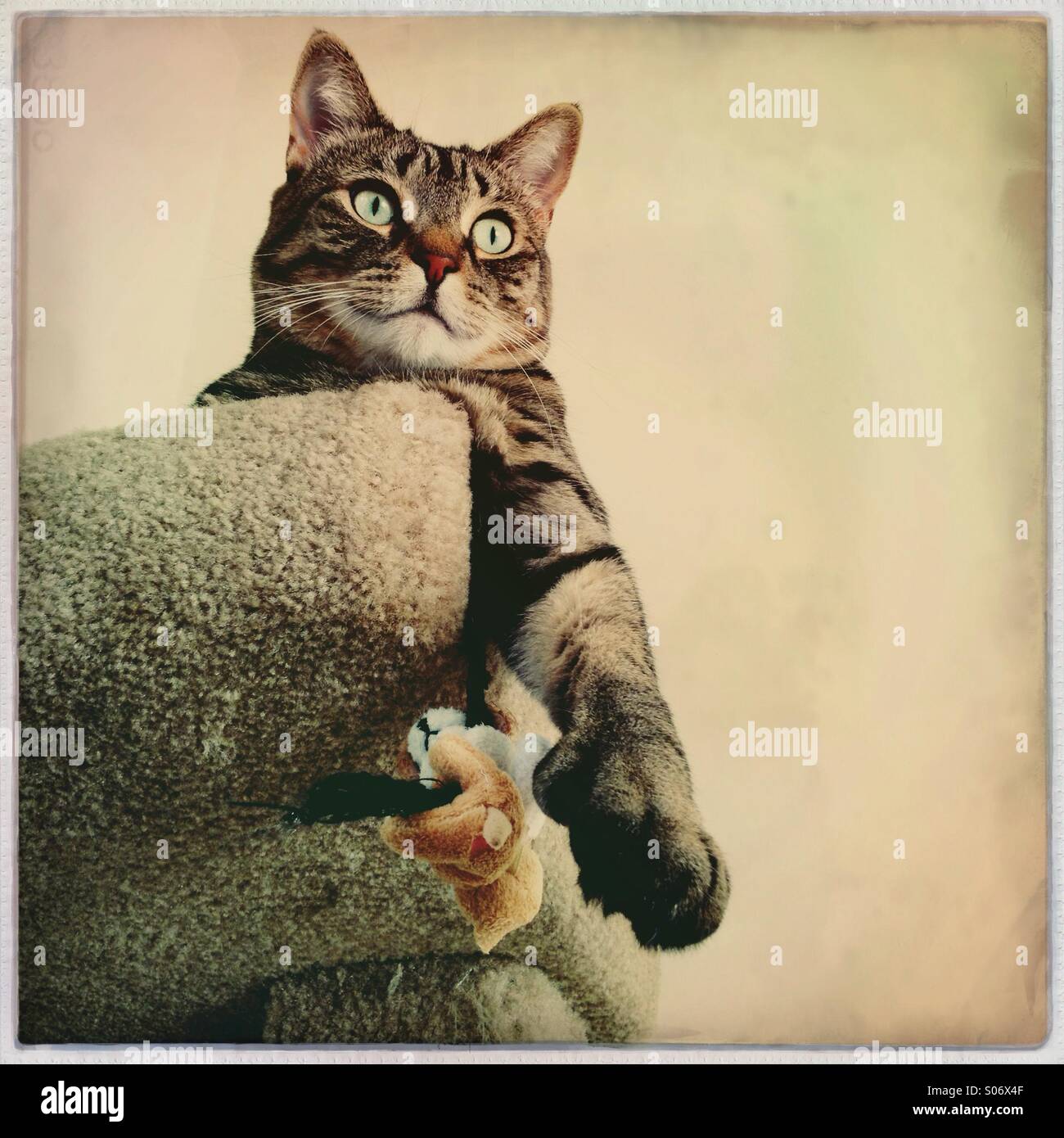 Tabby cat appendere fuori del suo gatto tree - Immagine stock catturata con smartphone