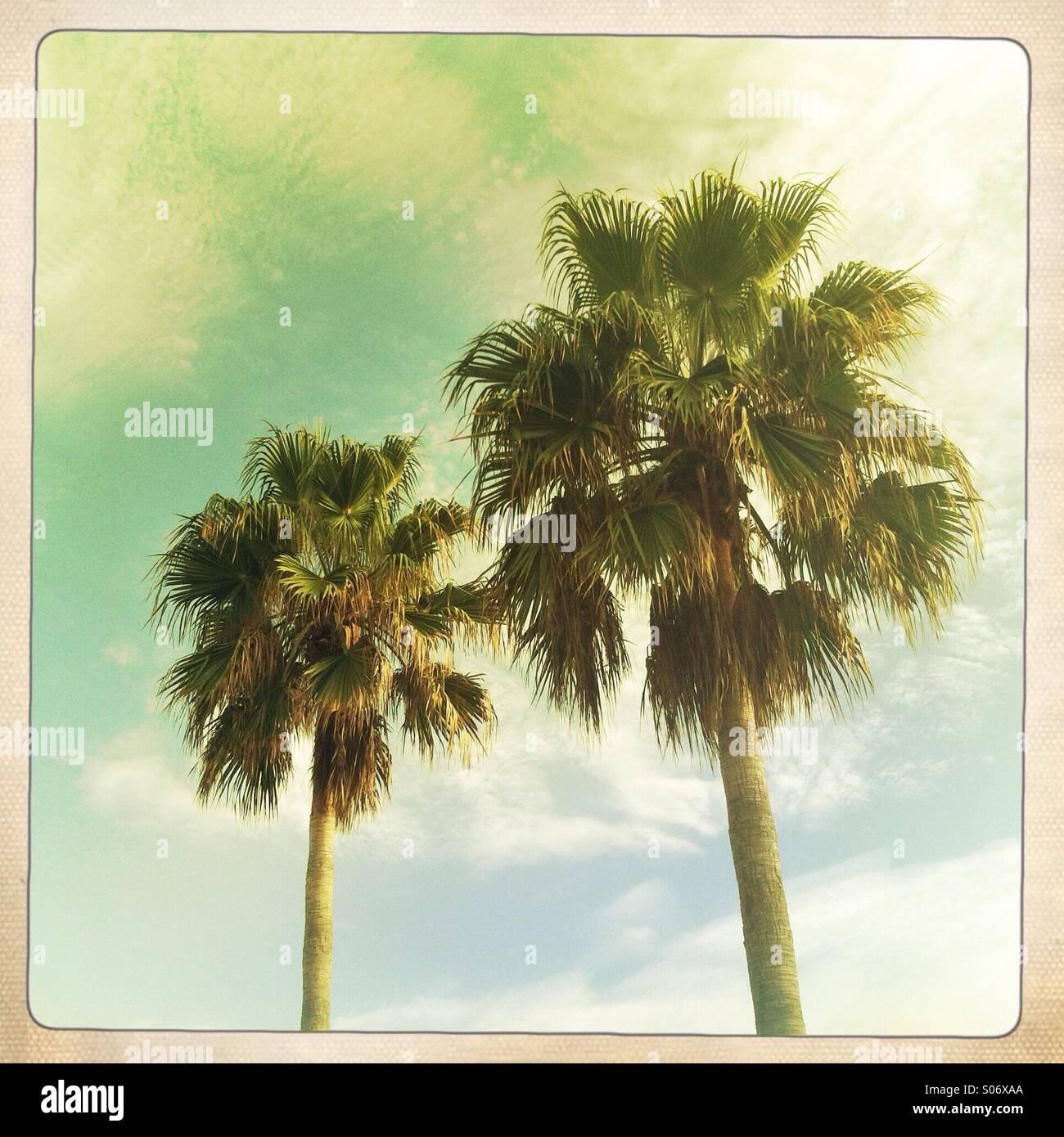Due palme di grandi e piccole dimensioni, Mallorca Spagna Spain Foto Stock
