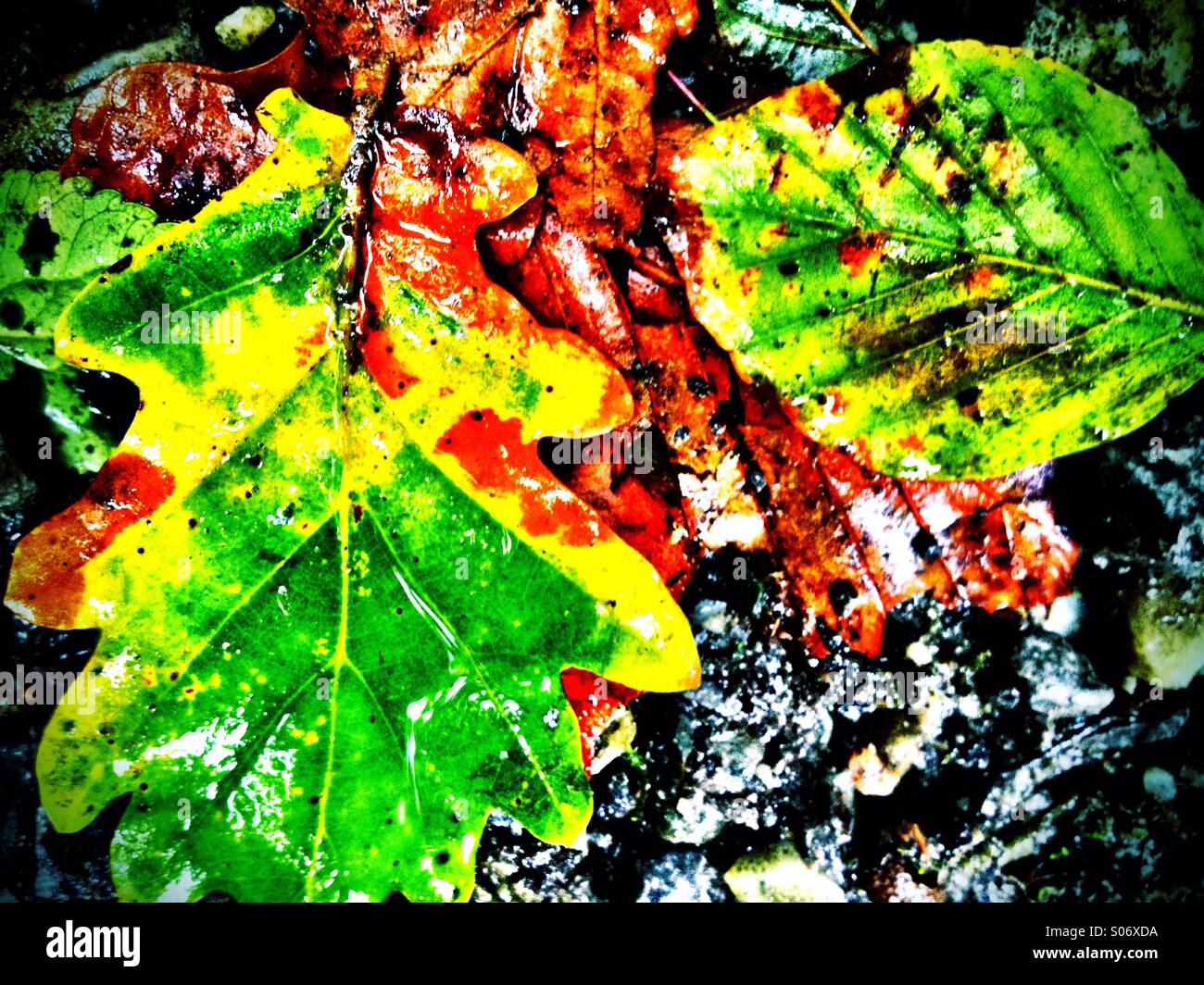 Foglie in autunno Foto Stock