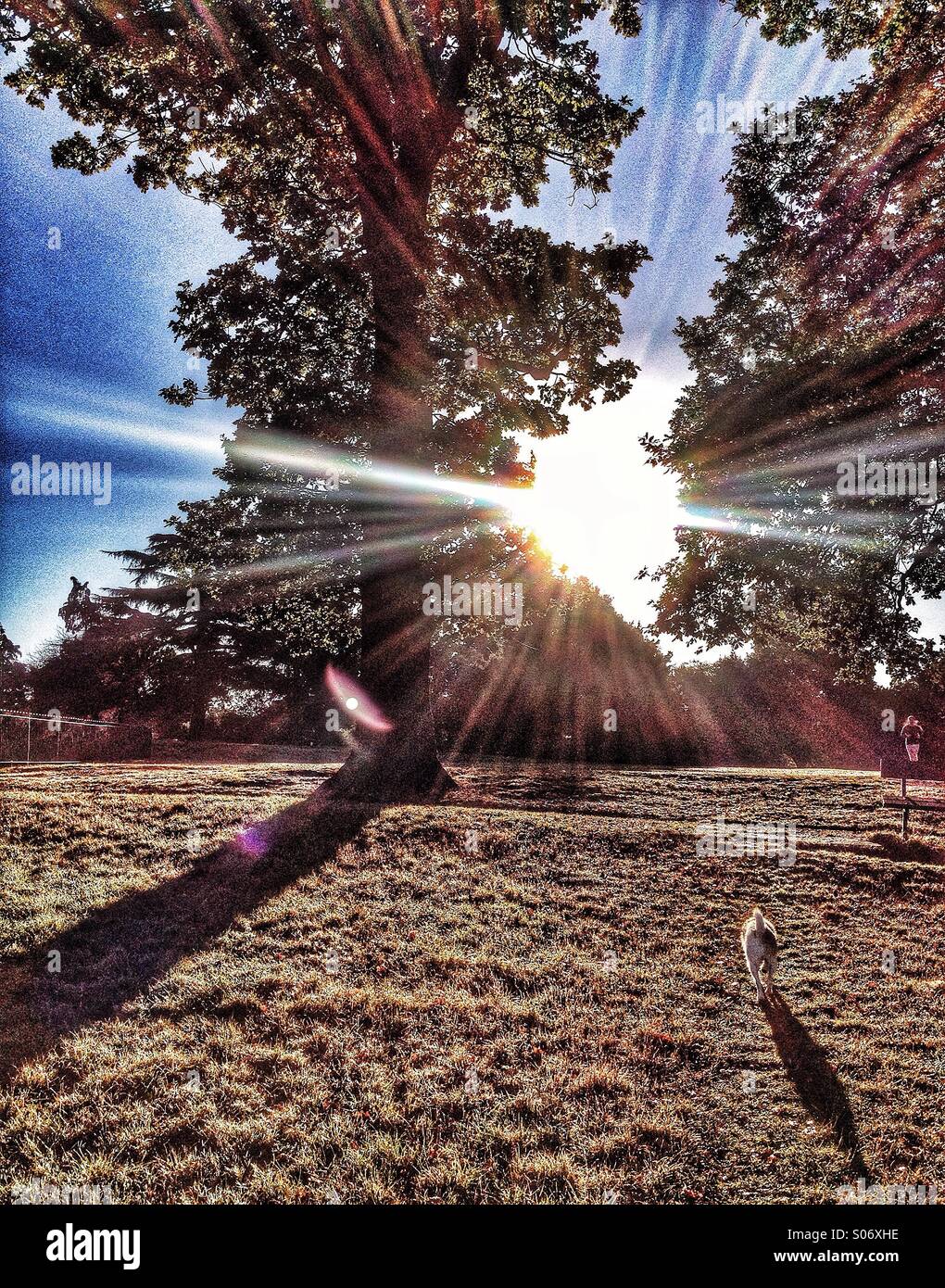 Sole che splende attraverso alberi di quercia casting lunghe ombre sulla collina con il cane a camminare su esso Foto Stock