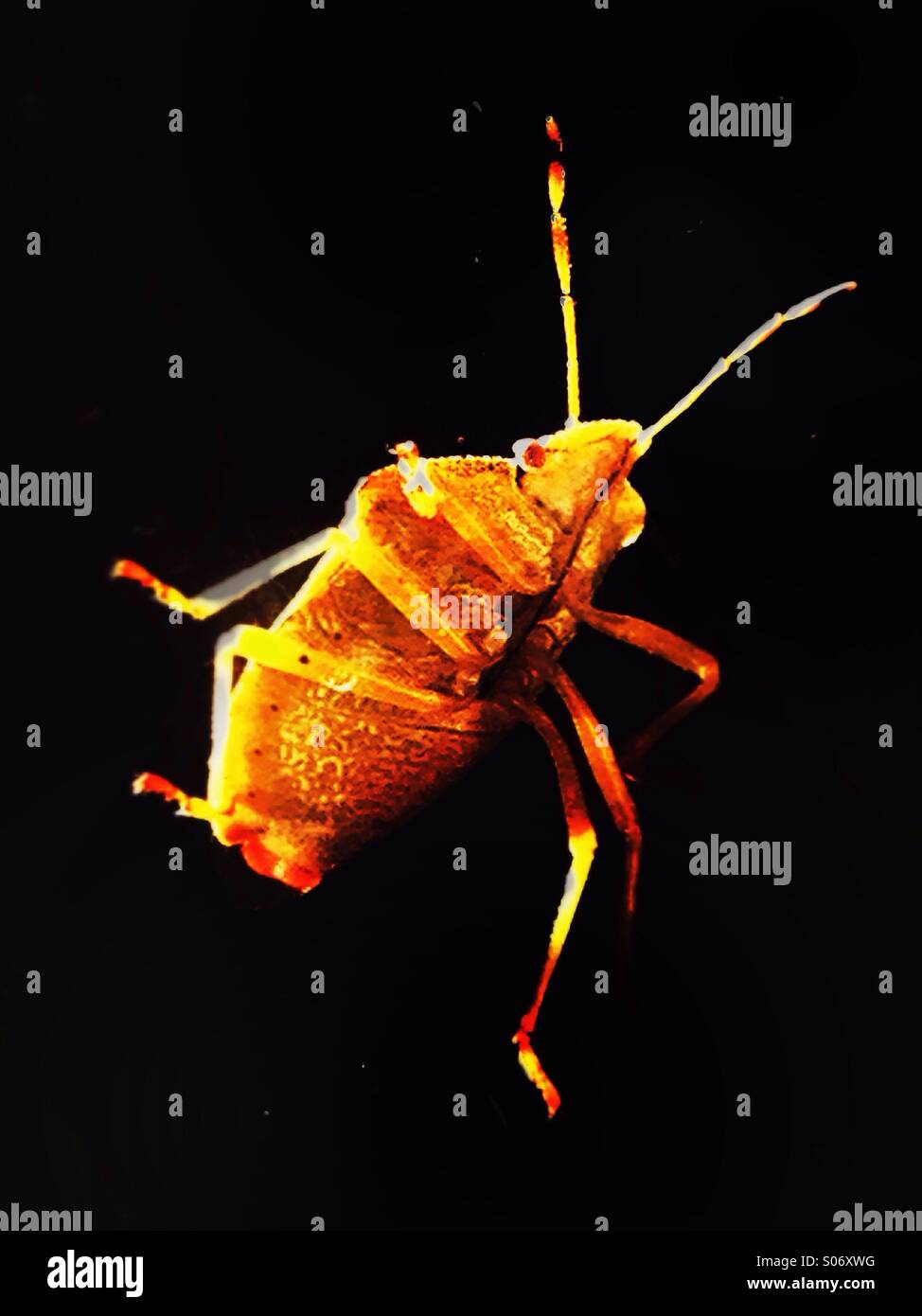 Danza bug Foto Stock