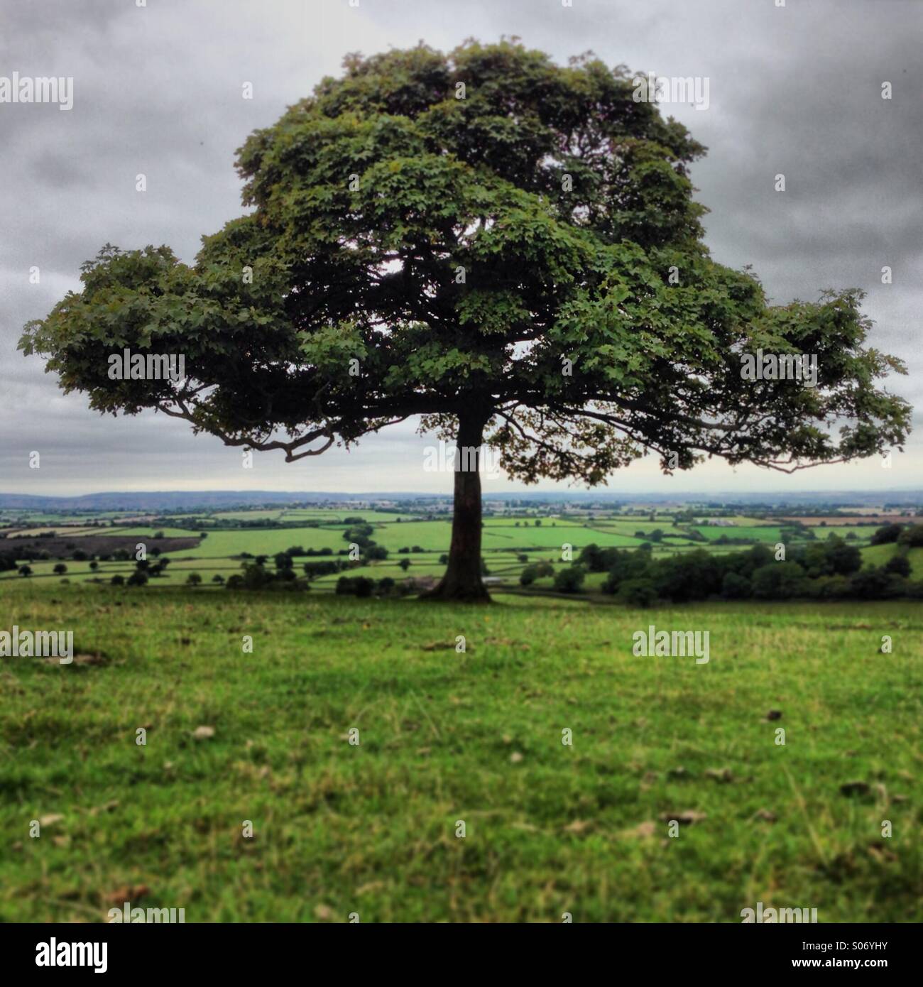 Un lone tree contro un cielo nuvoloso. Foto Stock