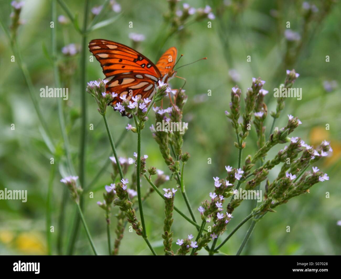 Arancione farfalla posata su fiori viola Foto Stock