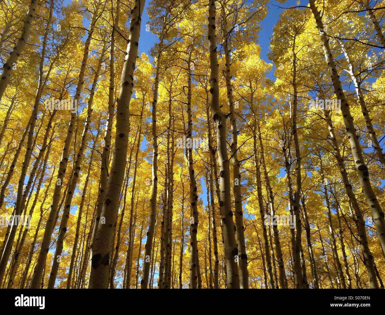 Un cavalletto di aspens visualizza foglie d'oro nelle montagne Wasatch vicino a Salt Lake City, Utah. Foto Stock