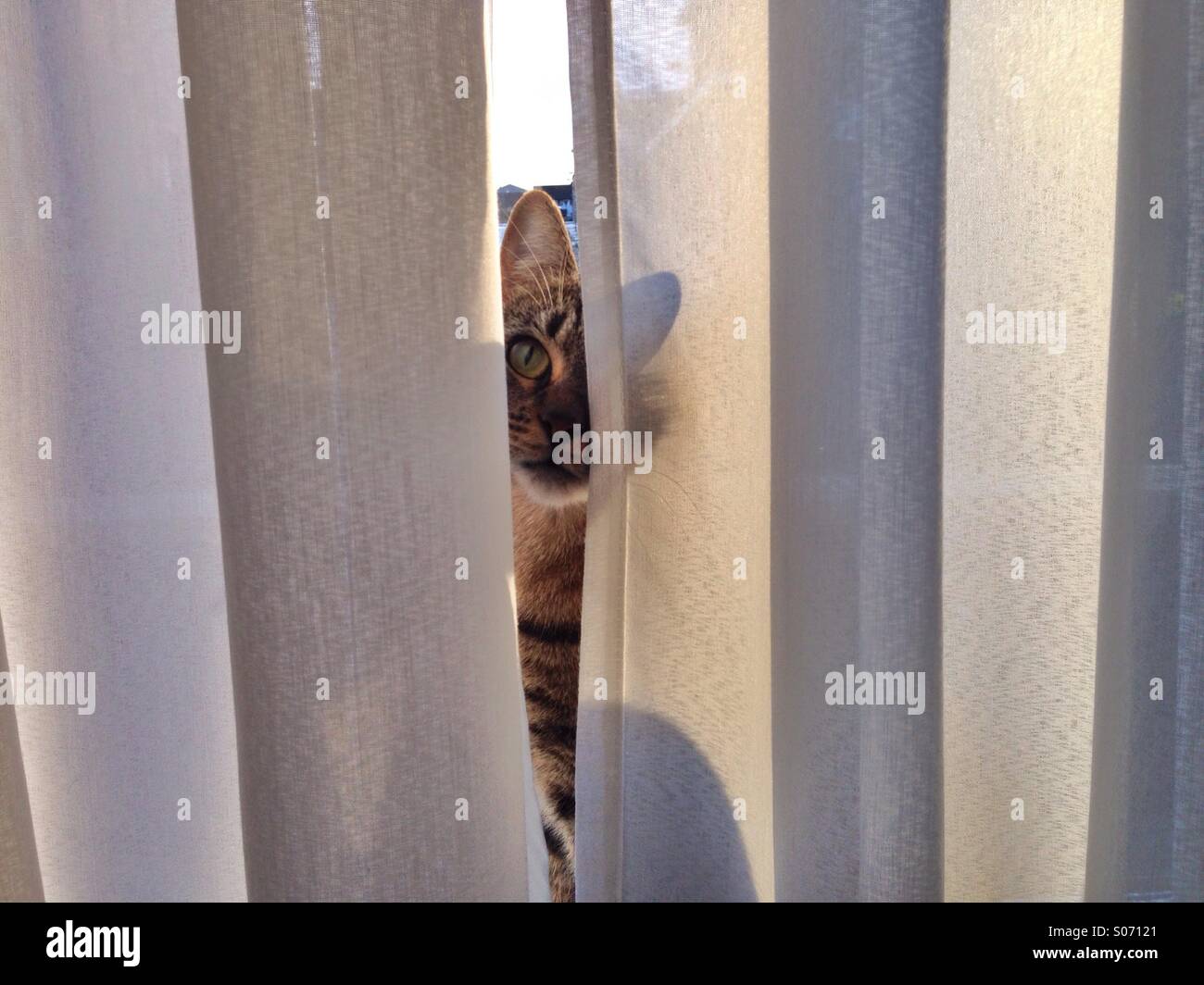 Tabby cat spiata attraverso le tende Foto Stock