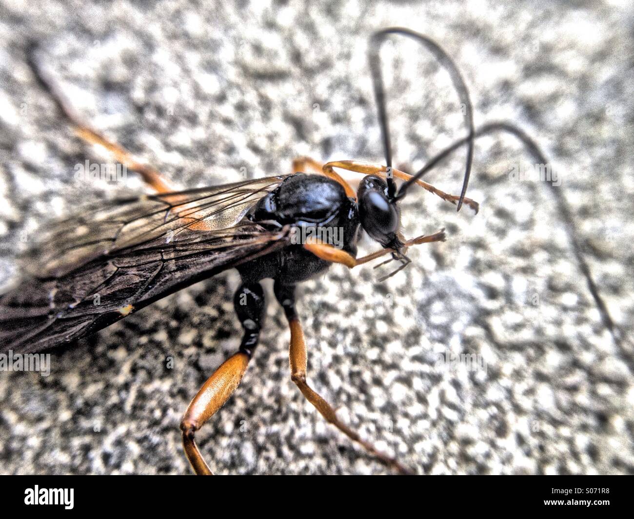 In prossimità di una femmina ichneumon wasp - Immagine stock catturata con smartphone