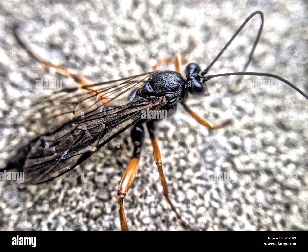 In prossimità di una femmina ichneumon wasp - Immagine stock catturata con smartphone