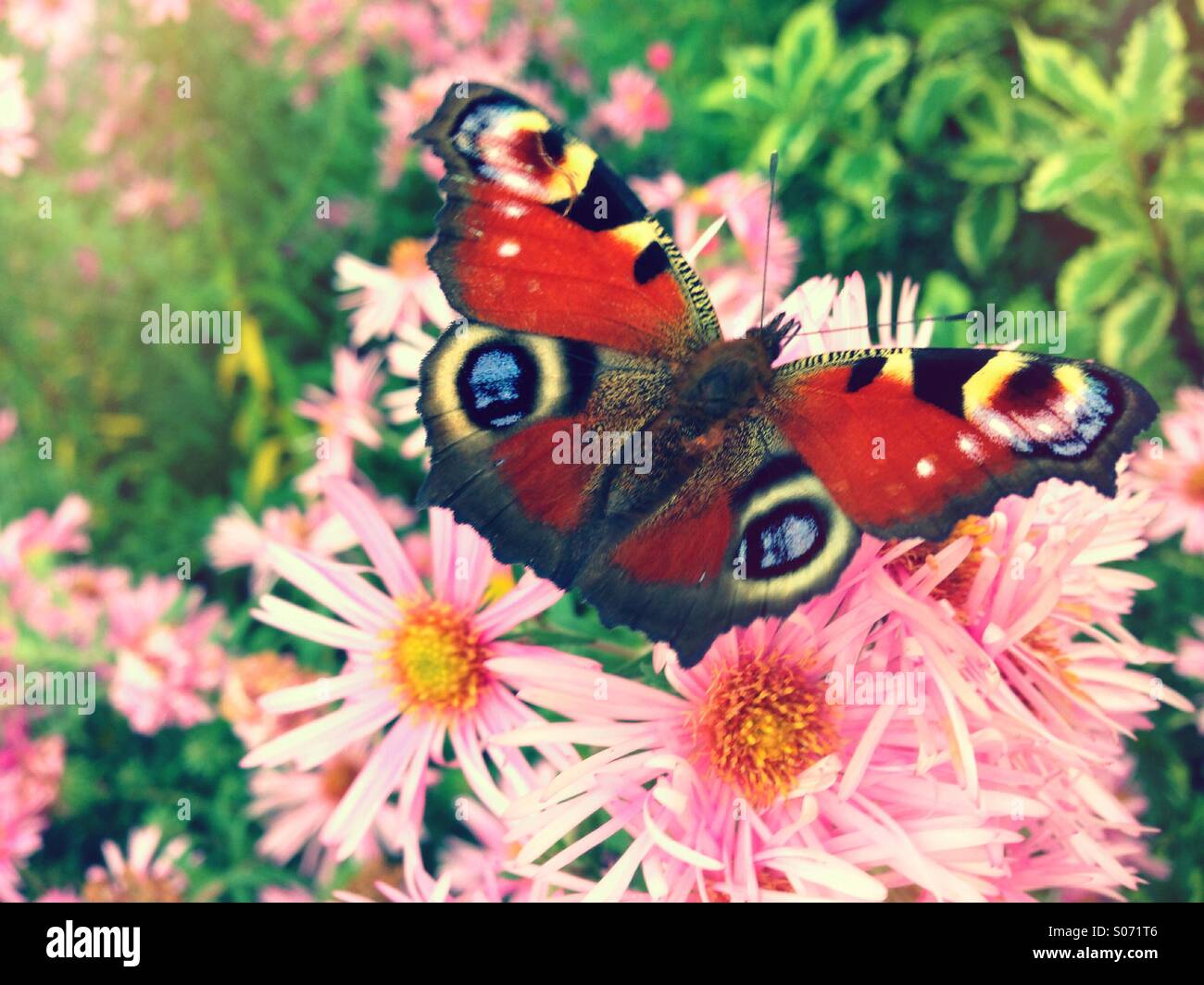 Pfauenauge in den Blumen Foto Stock