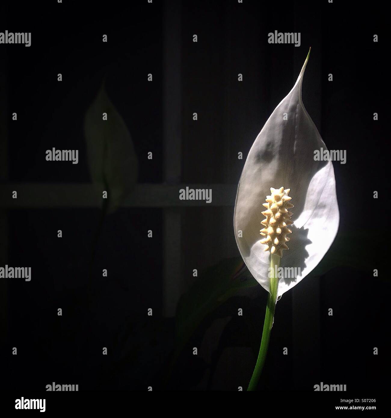 Fiore bianco a Colonia Roma, Messico Foto Stock