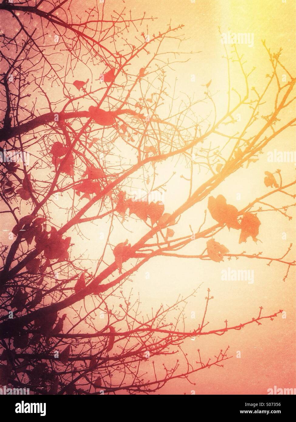 Foglie di autunno sui rami di alberi Foto Stock