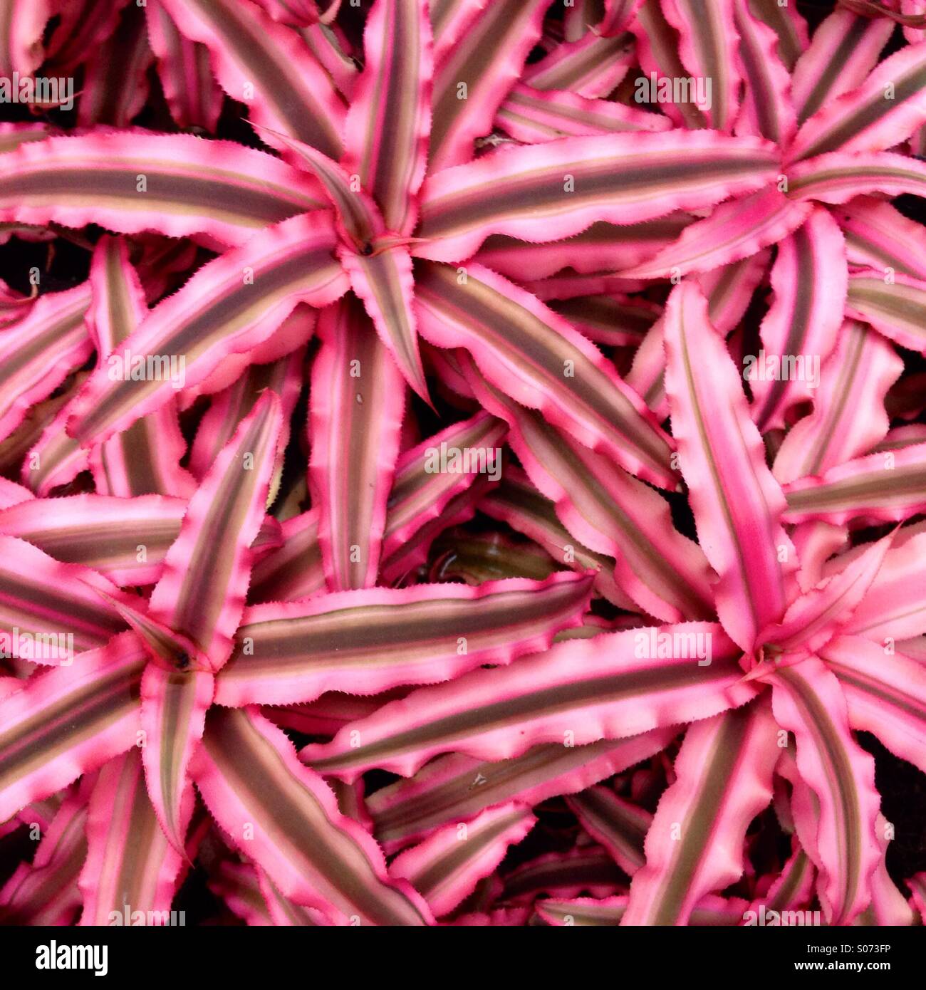 Rosa piante tropicali Foto Stock