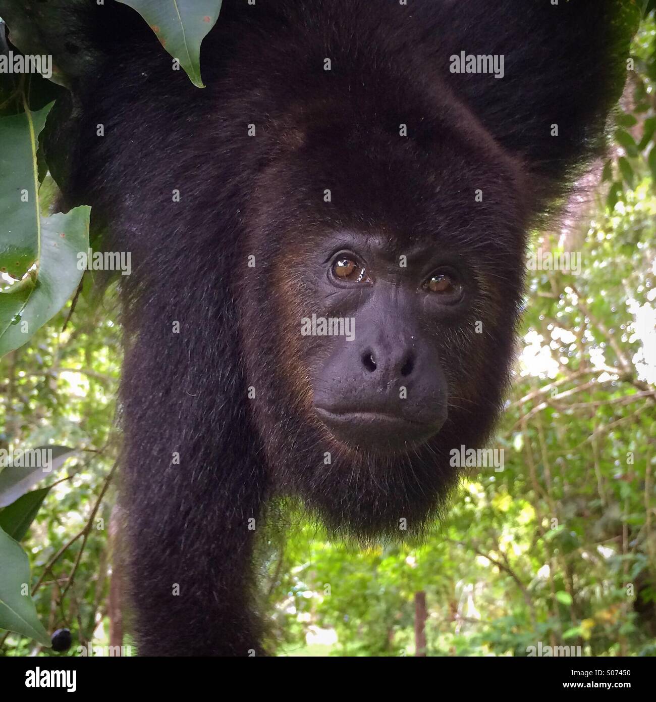 Nero guatemalteco scimmia urlatrice (Alouatta pigra). Wild, in via di estinzione, Belize - Immagine stock catturata con smartphone